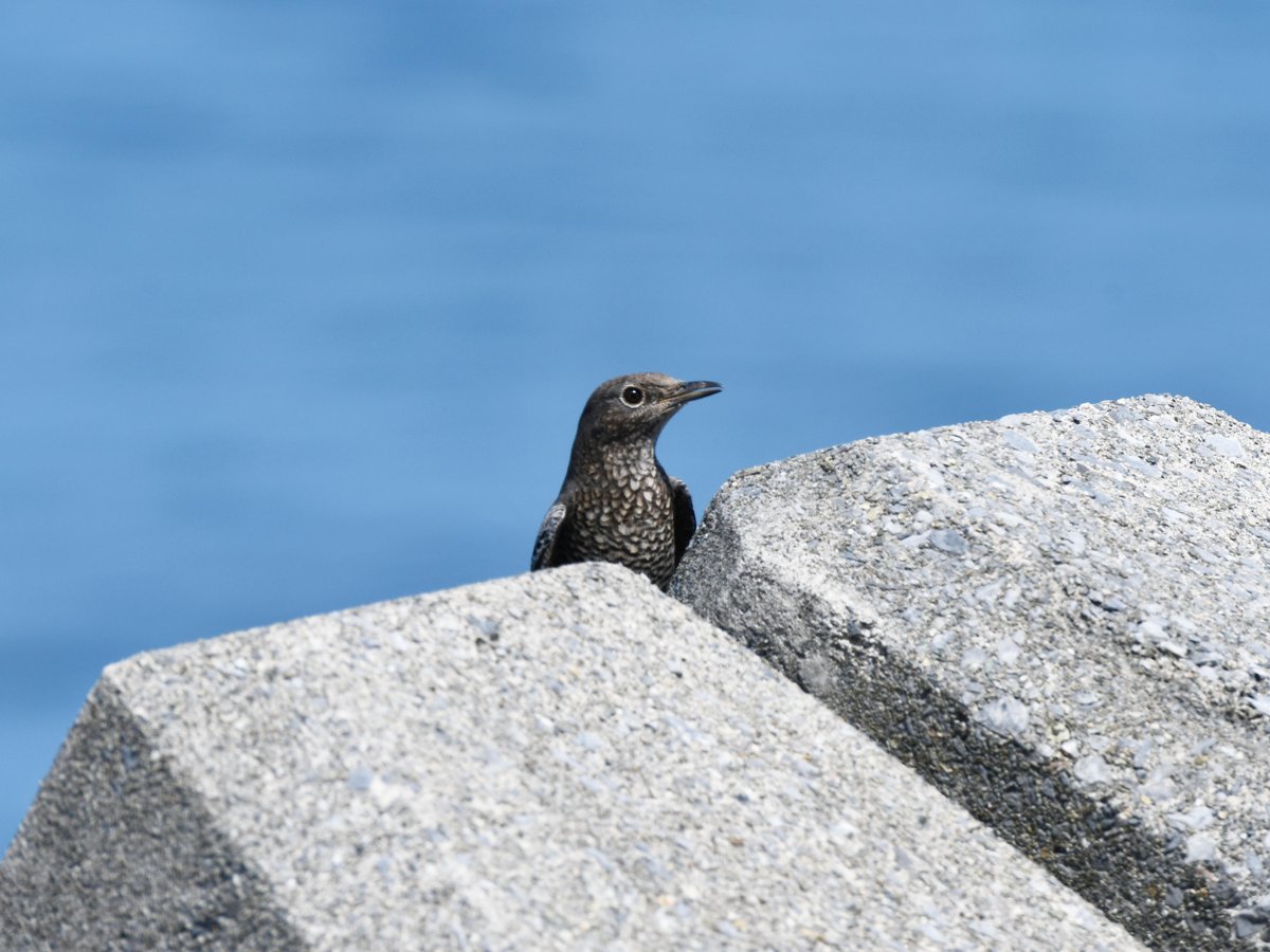 #73:
          Female Blue Rock Thrush, Okinawa.
          f/ at mm - Shutter Speed: - ISO: